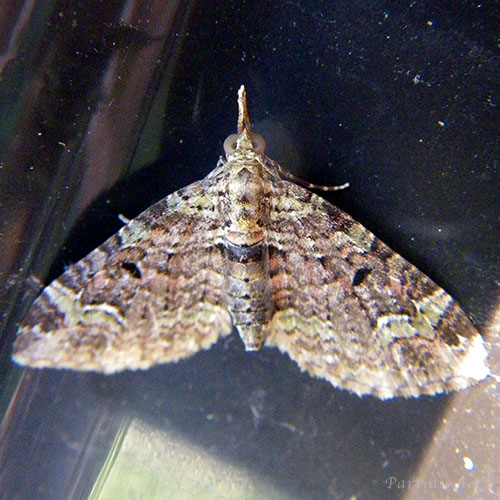 ソトシロオビナミシャク