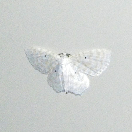 ヒメシャク亜科の一種？