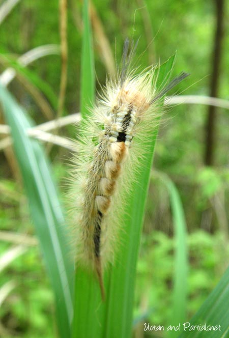 スゲドクガの幼虫