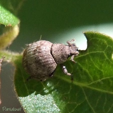 スグリゾウムシ