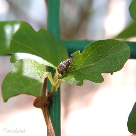 スグリゾウムシ