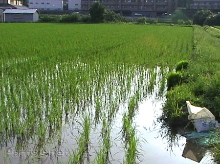 いい田んぼ