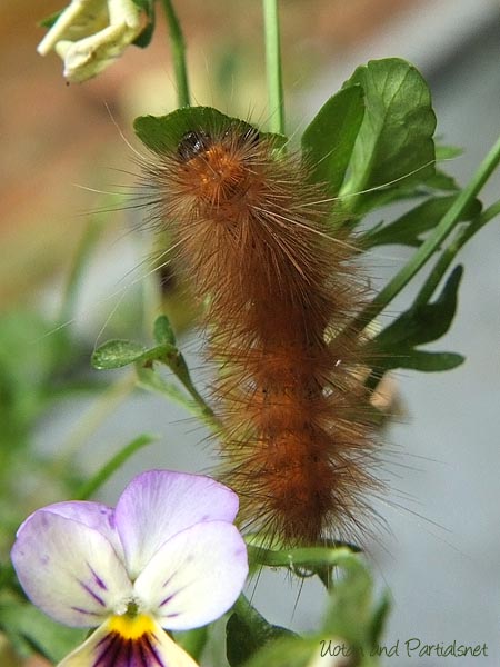 スジモンヒトリの幼虫