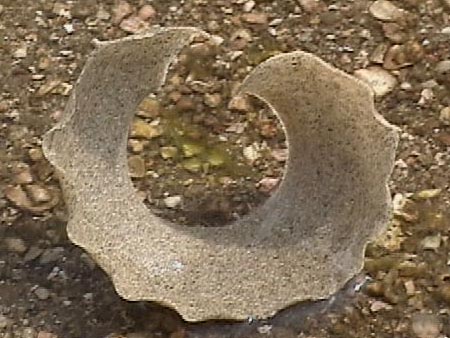 ツメタガイの卵塊