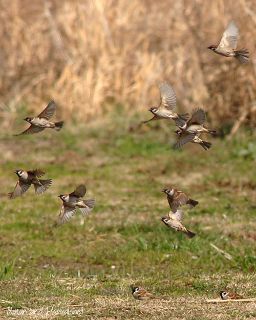 スズメの飛翔