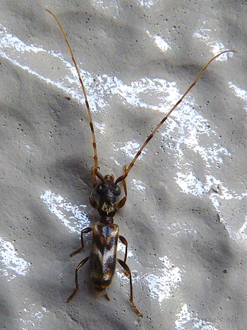 タイワンメダカカミキリ