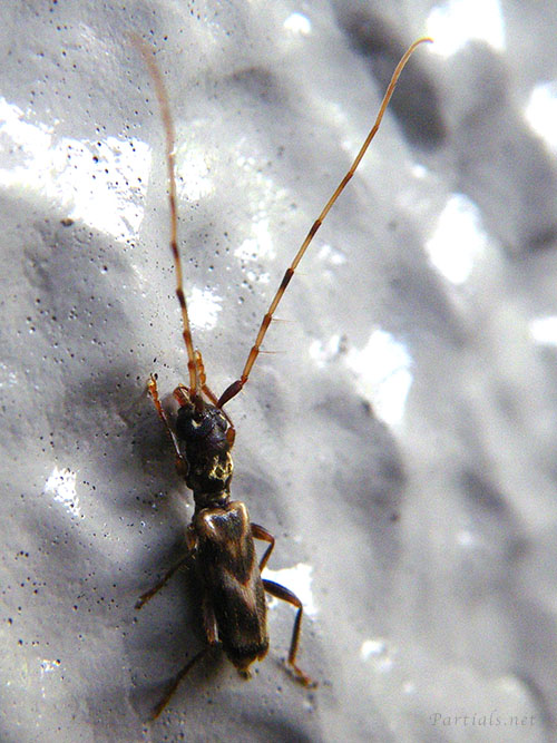 タイワンメダカカミキリ