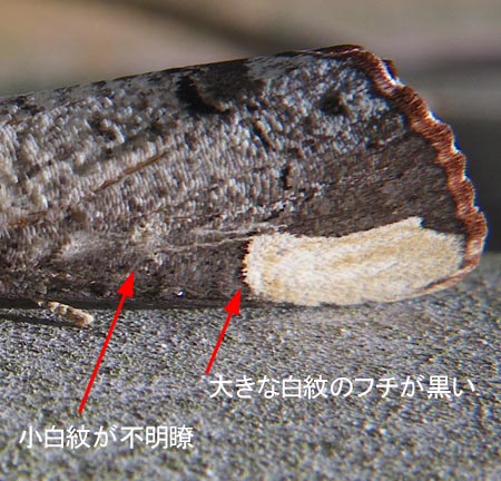 タカサゴツマキシャチホコ