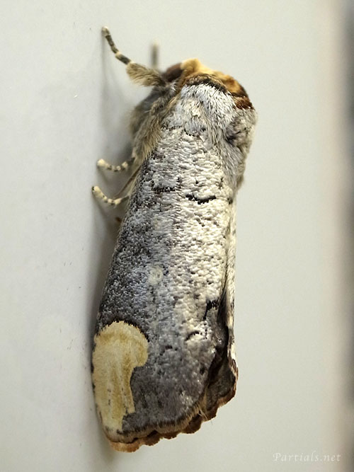 タカサゴツマキシャチホコ