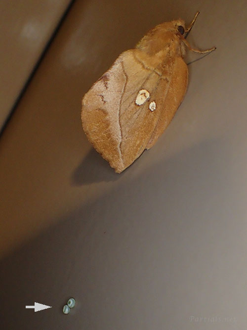 タケカレハの卵