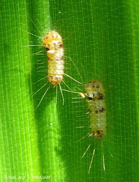 タケノホソクロバ幼虫