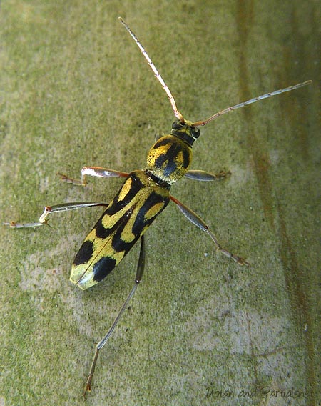 タケトラカミキリ