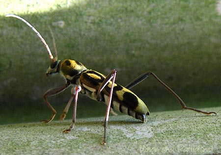 タケトラカミキリ