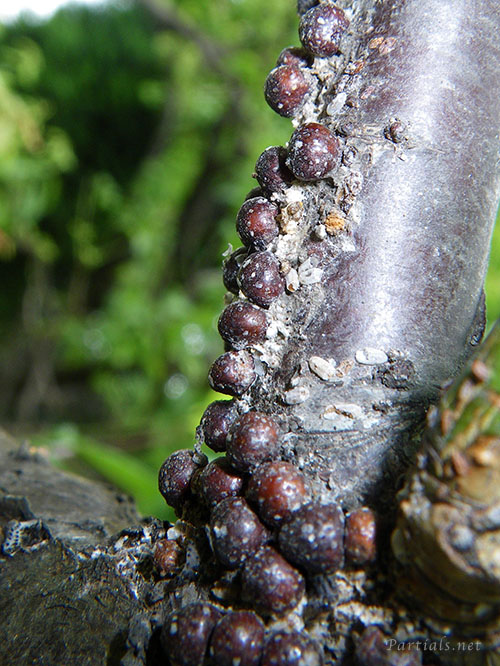 タマカタカイガラムシ