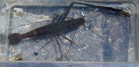 テナガエビのオス