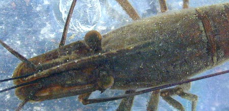 テナガエビのオス