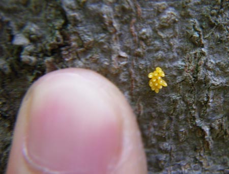 テントウムシの卵