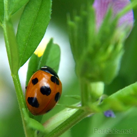 ナナホシテントウ