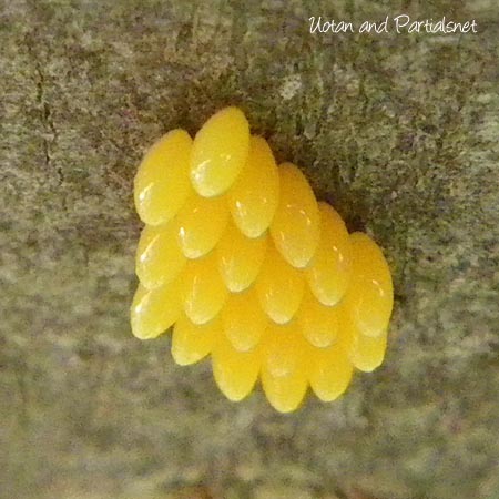 テントウムシの卵