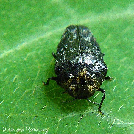 クズノチビタマムシ