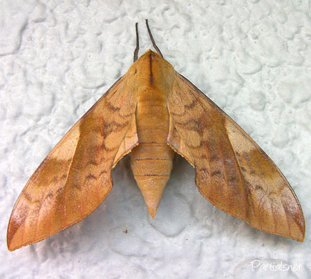 トビイロスズメ