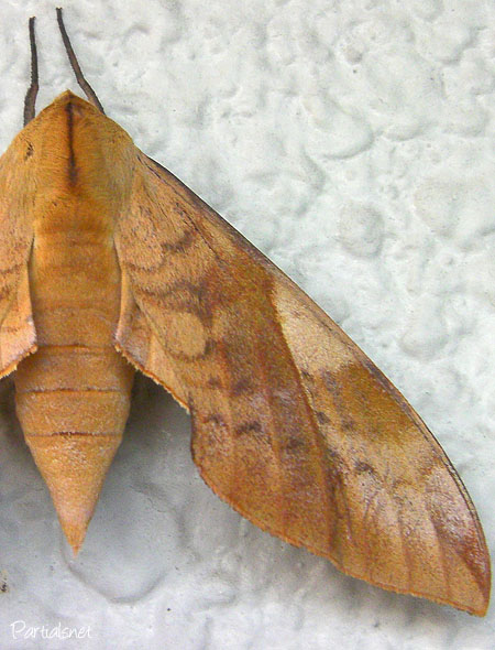 トビイロスズメ