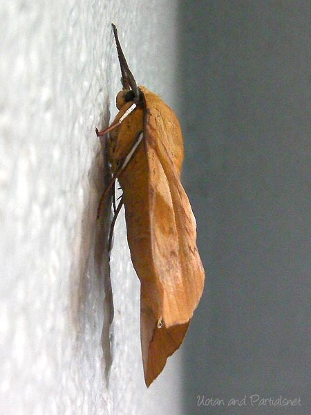 トビイロスズメ