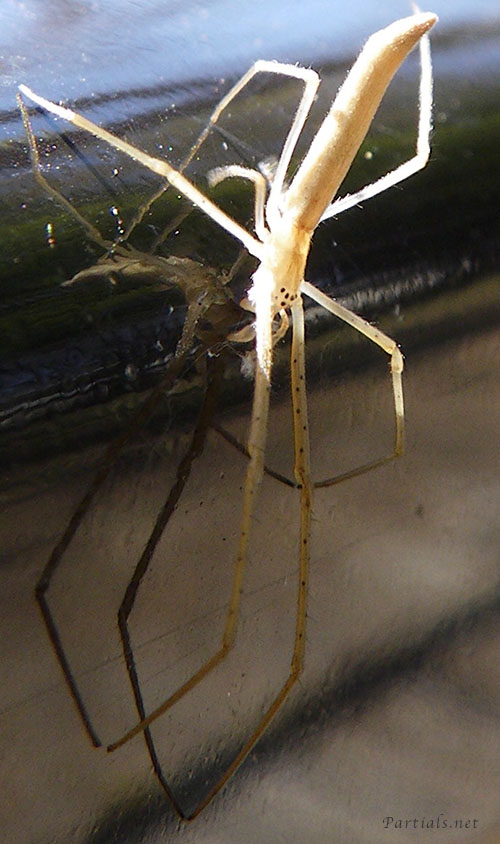 トガリアシナガグモ