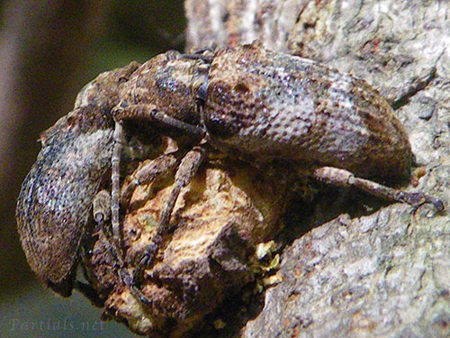 トガリシロオビサビカミキリ