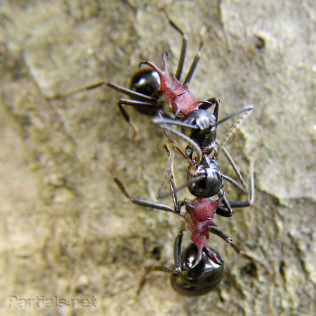 トゲアリのコンタクト