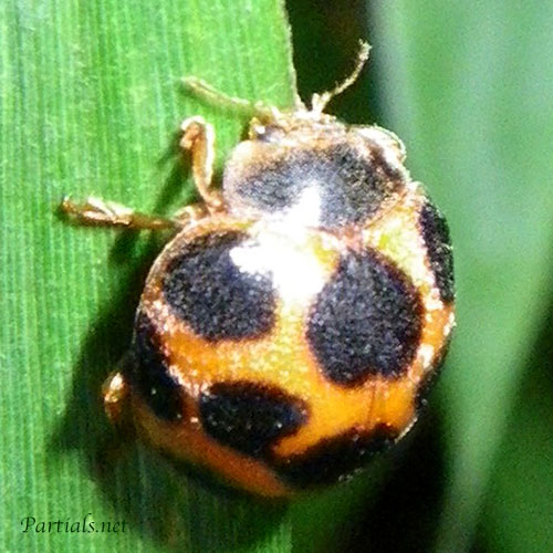 トホシテントウ