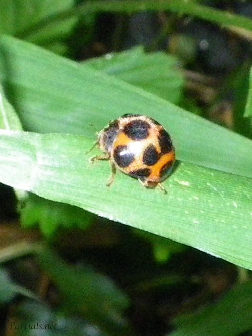 トホシテントウ