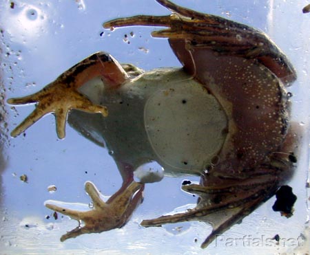 腹から見たトノサマガエル