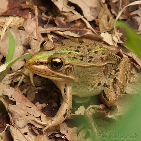生々しいトノサマガエル