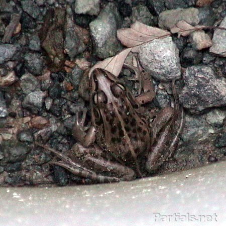 灰色がかったトノサマガエル