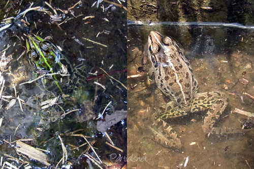 緑色のトノサマガエル