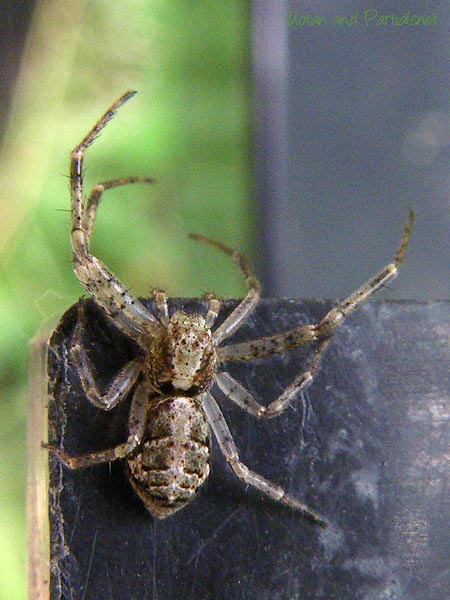 セマルトラフカニグモ