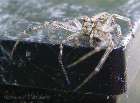 セマルトラフカニグモ