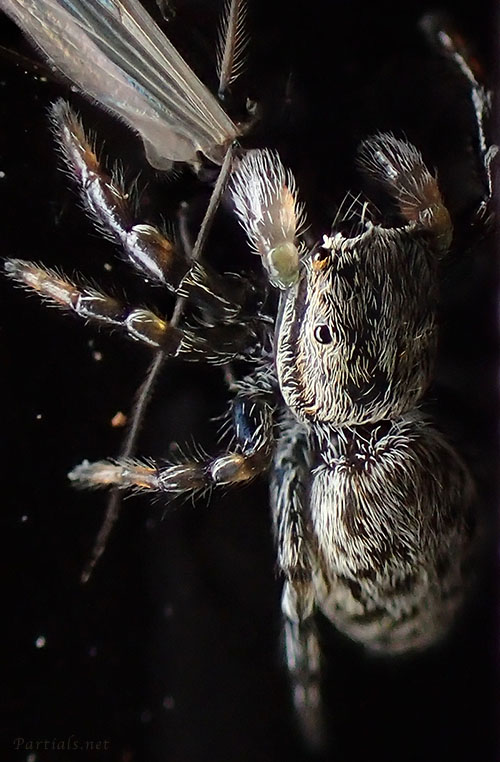 トサハエトリ　雌