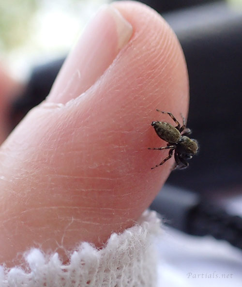 トサハエトリ ♂