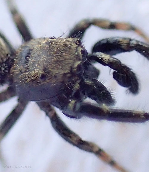 トサハエトリ 雄