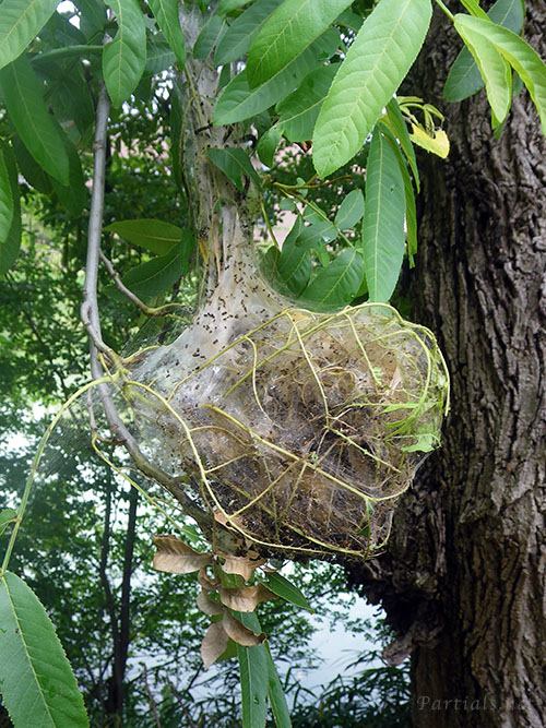 トサカフトメイガの集団巣