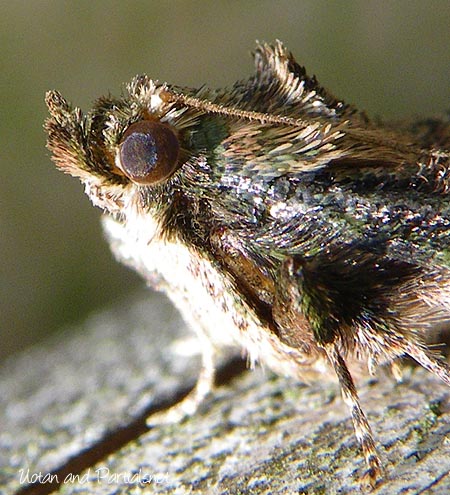 トサカフトメイガ