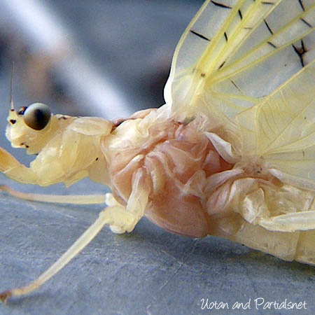 トウヨウモンカゲロウ