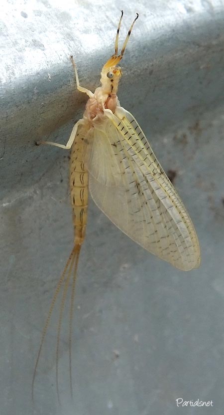 トウヨウモンカゲロウ