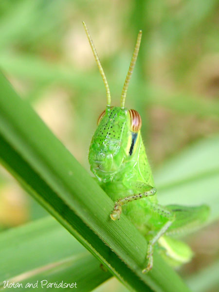 ツチイナゴ幼虫