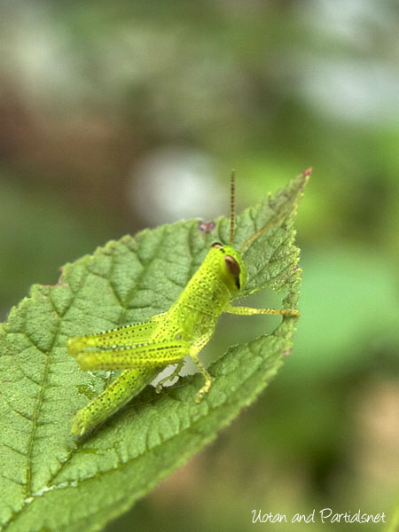 ツチイナゴ幼虫