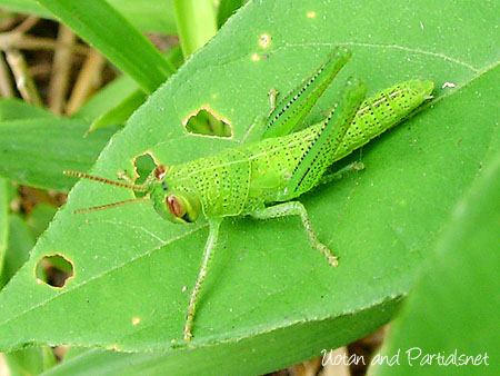 ツチイナゴ幼虫