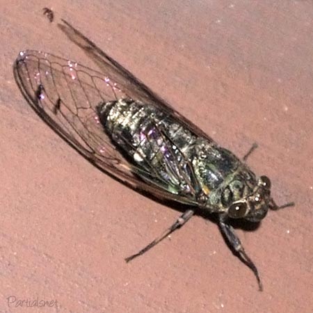 ツクツクボウシ