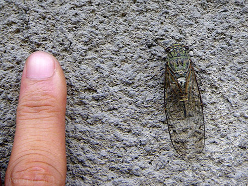 ツクツクボウシ